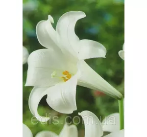 Лілія LO гібрид White Heaven (Уайт Хевен) 1 цибулина 12/14 Лілія LO гібрид White Heaven (Уайт Хевен) 1 цибулина 12/14