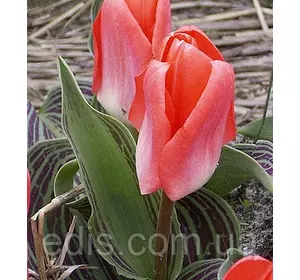 Тюльпан Кауфмана Sweet Lady (Світ Лейди) 3 цибулинки 12/+ Тюльпан Кауфмана Sweet Lady (Світ Лейди) 3 цибулинки 12/+