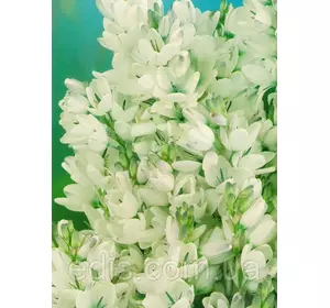 Іксія Giant (Джаент), 5 цибулин Іксія Giant (Джаент), 5 цибулин