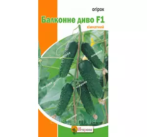Огірок Балконне диво кімнатний 5 шт, насіння Яскрава Огірок Балконне диво кімнатний 5 шт, насіння Яскрава