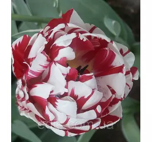 Тюльпан махровий пізній Carnaval de Nice (Карнавал де Ніц), 3 цибулини Тюльпан махровий пізній Carnaval de Nice (Карнавал де Ніц), 3 цибулини