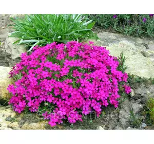 Флокс шилоподібний Red Scarlet (Ред Скарлет) малиновий Флокс шилоподібний Red Scarlet (Ред Скарлет) малиновий