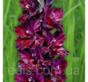 Гладіолус гофрований Elegant deco (TAMBOV) (Елегент Деко) 3 цибулинки Гладіолус гофрований Elegant deco (TAMBOV) (Елегент Деко) 3 цибулинки