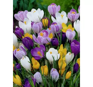 Крокус Великоквітковий суміш 20 цибулин Крокус Великоквітковий суміш 20 цибулин