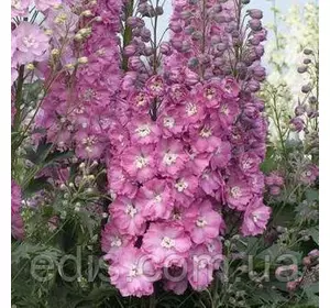 Дельфініум Magic Fountains Rood, кореневище Дельфініум Magic Fountains Rood, кореневище