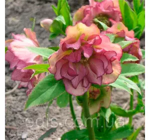 Морозник махровий Ellen Picotee ( Helleborus Ellen Picotee ) Морозник махровий Ellen Picotee ( Helleborus Ellen Picotee )