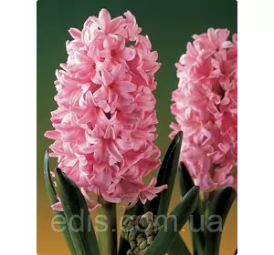 Гіацинт Fondant 1 цибулина (калібр 18/19 - дуже великий) Гіацинт Fondant 1 цибулина (калібр 18/19 - дуже великий)