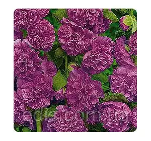 Мальва махрова Фіолетова 0,3 г Мальва махрова Фіолетова 0,3 г