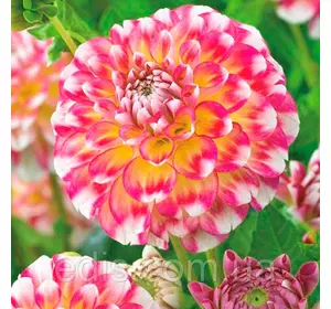 Жоржина Помпонная Hawaii NL Жоржина Помпонная Hawaii NL