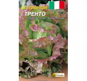 Салат голівчатий Тренто червоний 1г (Італія), насіння Яскрава Салат голівчатий Тренто червоний 1г (Італія), насіння Яскрава
