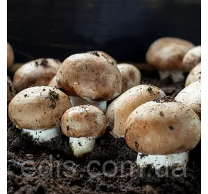 Шампіньйон Королівський коричневий 50 г (міцелій грибів) Шампіньйон Королівський коричневий 50 г (міцелій грибів)