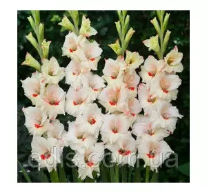 Гладіолус бамбіно Candy Bar (2 квітконоса) 3 шт./уп. Гладіолус бамбіно Candy Bar (2 квітконоса) 3 шт./уп.