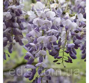 Гліцинія Amethyst (Аметист), саджанець 3 р. в контейнері 2 л. Гліцинія Amethyst (Аметист), саджанець 3 р. в контейнері 2 л.