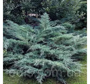 Ялівець Hetz (Хетц) у контейнері 2 л Ялівець Hetz (Хетц) у контейнері 2 л