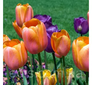 Тюльпан гібрид Дарвіна Triple A 3 цибулинки Тюльпан гібрид Дарвіна Triple A 3 цибулинки