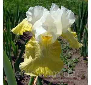 Ірис бородатий Misty Moonscape (Місті Мюнскейп) Ірис бородатий Misty Moonscape (Місті Мюнскейп)