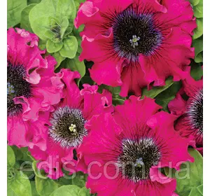 Петунія бахромчата гігантська Темно-пурпурова F1, 10 насінин-драже, серія PREMIUM ТМ Яскрава Петунія бахромчата гігантська Темно-пурпурова F1, 10 насінин-драже, серія PREMIUM ТМ Яскрава