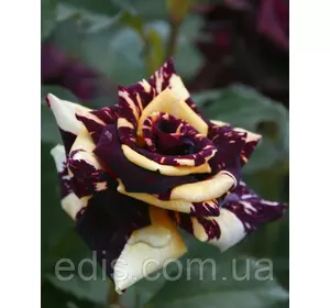 Троянда в'юнка Абракадабра (Abracadabra) Троянда в'юнка Абракадабра (Abracadabra)