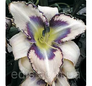 Лілейник Destined to See Лілейник Destined to See