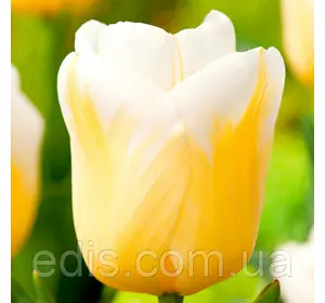 Тюльпан Тріумф Calgary Flame (Калгарі Флейм) Низькорослий! 3 цибулинки Тюльпан Тріумф Calgary Flame (Калгарі Флейм) Низькорослий! 3 цибулинки