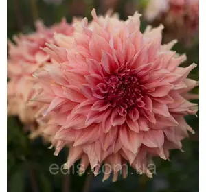 Георгіна гігантська Fairway Spur (Фервей Спур) Георгіна гігантська Fairway Spur (Фервей Спур)