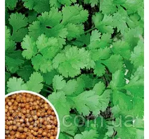 Коріандр (Кінза) 2 г, насіння Яскрава Коріандр (Кінза) 2 г, насіння Яскрава