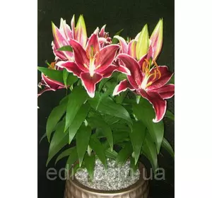 Лілія низькоросла Magny Course (Магні Кос) 1 цибулина 12/14 Лілія низькоросла Magny Course (Магні Кос) 1 цибулина 12/14