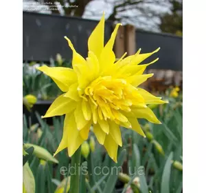 Нарцис махровий Rip van Winkle (Ріп ван Вінкль) 2 шт./уп. Нарцис махровий Rip van Winkle (Ріп ван Вінкль) 2 шт./уп.