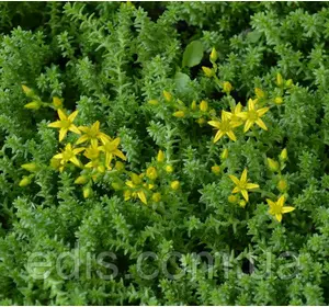 Очиток (седум) їдкий Очиток (седум) їдкий