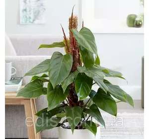 Філодендрон червоніючий Ред Емеральд, кімнатна рослина, h=35-50 см Філодендрон червоніючий Ред Емеральд, кімнатна рослина, h=35-50 см