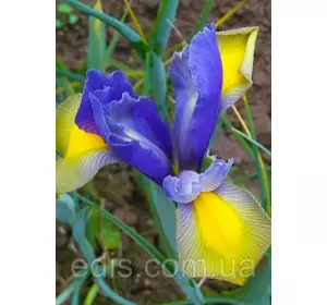 Ірис голандський (Ксифіум) Carmen (Кармен) 3 цибулин Ірис голандський (Ксифіум) Carmen (Кармен) 3 цибулин