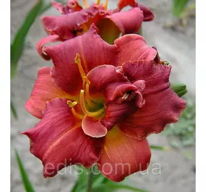 Лілейник Little show stopper (Літл шоу стопер) Лілейник Little show stopper (Літл шоу стопер)