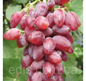 Виноград Клеопатра Виноград Клеопатра
