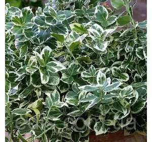 Бруслина Форчуна Emerald Gaiety у контейнері Бруслина Форчуна Emerald Gaiety у контейнері