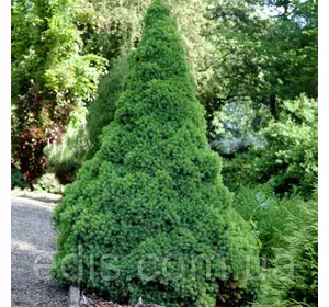 Ялина Сопіса (Коніка) в контейнері 1 л Ялина Сопіса (Коніка) в контейнері 1 л