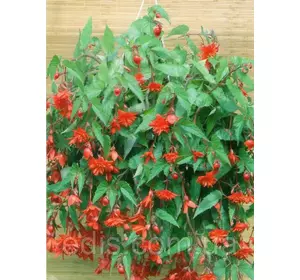 Бегонія бульбова Ампельна каскад Червона, 1 бульба Бегонія бульбова Ампельна каскад Червона, 1 бульба