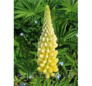 Люпин Chandelier (Шанделиер) кореневище Люпин Chandelier (Шанделиер) кореневище