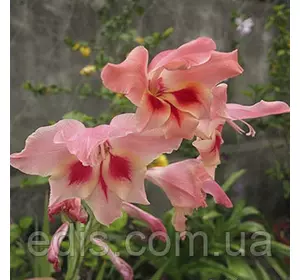 Гладіолус nanus Charming Lady (мініатюрний) 3 шт./уп. Гладіолус nanus Charming Lady (мініатюрний) 3 шт./уп.