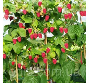 Малина Богатир Малина Богатир