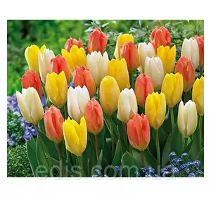 Арт-набір Династія (ранні тюльпани, 9 цибулин) Арт-набір Династія (ранні тюльпани, 9 цибулин)