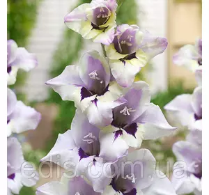 Гладіолус nanus Lila (мініатюрний) 3 шт./уп. Гладіолус nanus Lila (мініатюрний) 3 шт./уп.