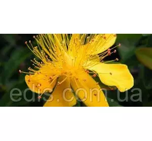 Звіробій, насіння 0,2 г, насіння Яскрава Звіробій, насіння 0,2 г, насіння Яскрава
