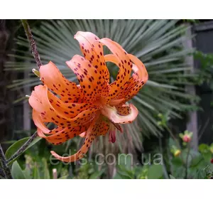 Лілія звисаюча махрова Flore Pleno (Флорі Плено) 1 цибулина 12/14 Лілія звисаюча махрова Flore Pleno (Флорі Плено) 1 цибулина 12/14