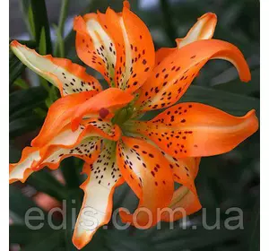 Лілія орієнтальна махрова Must See (Маст Сі) 1 цибулина 12/14 Лілія орієнтальна махрова Must See (Маст Сі) 1 цибулина 12/14