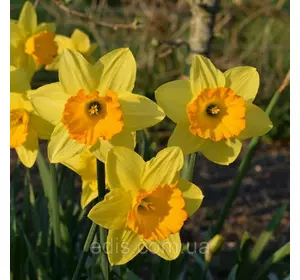 Нарцис велико-корончатий Fortune (Фочен) 2 шт./уп. Нарцис велико-корончатий Fortune (Фочен) 2 шт./уп.