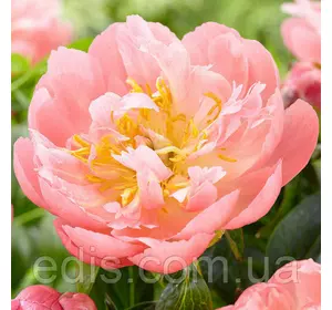 Півонія Pink Hawaiian Coral (Пінк Гавайан Корал) кореневище Півонія Pink Hawaiian Coral (Пінк Гавайан Корал) кореневище