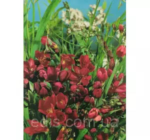 Фрезія проста червона 5 цибулин Фрезія проста червона 5 цибулин