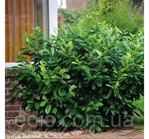 Лавровишня лікарська Caucasica (Каукасіка) у контейнері Лавровишня лікарська Caucasica (Каукасіка) у контейнері