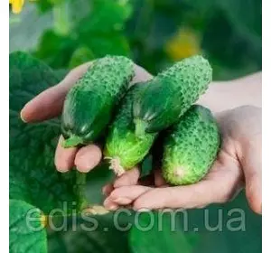 Огірок Теща F1 (букетний, самозапильний) F1 0,3 г, насіння Яскрава Огірок Теща F1 (букетний, самозапильний) F1 0,3 г, насіння Яскрава