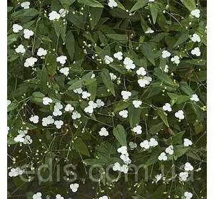 Живець Традесканція Гібазис, свіжозріз Живець Традесканція Гібазис, свіжозріз